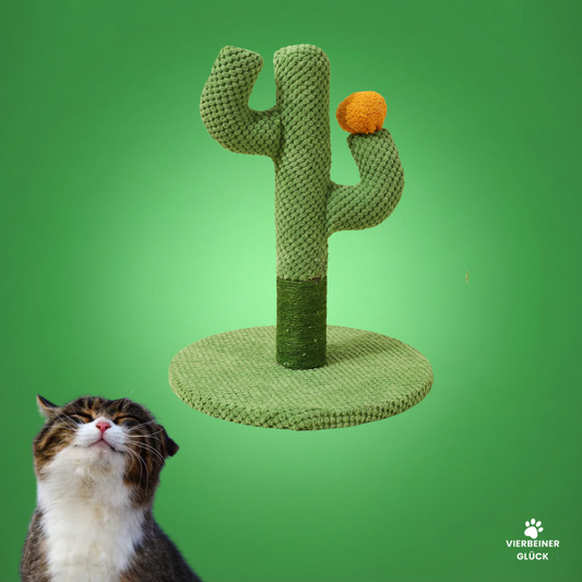 Kaktus Kratzbaum